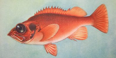 redfish wiki.jpg